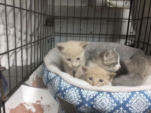 Dogilike.com :: ˹Сѹʹ͹ §ԵعѢʹ¨ҡ !