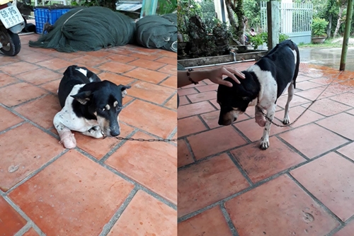 Dogilike.com :: Ѥë´͡´ è ѹ ѧѡ Һҹ