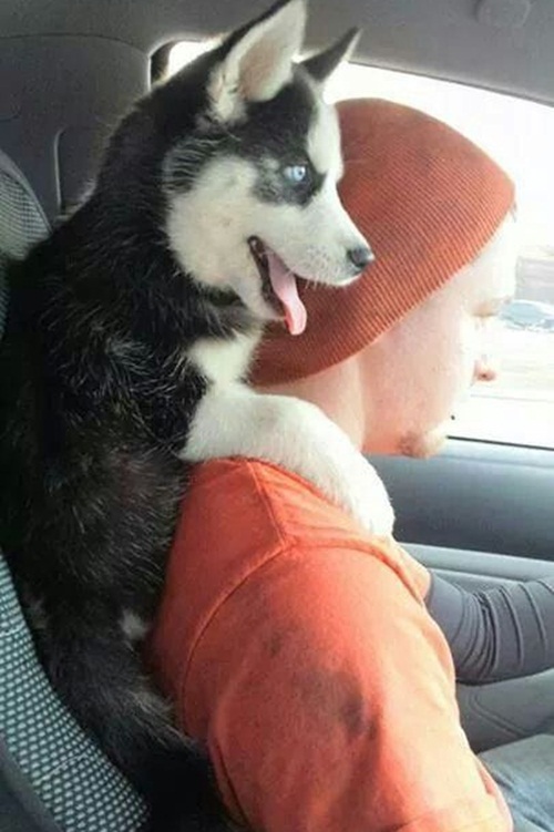Dogilike.com :: Ҿ 䫺¹ҵš