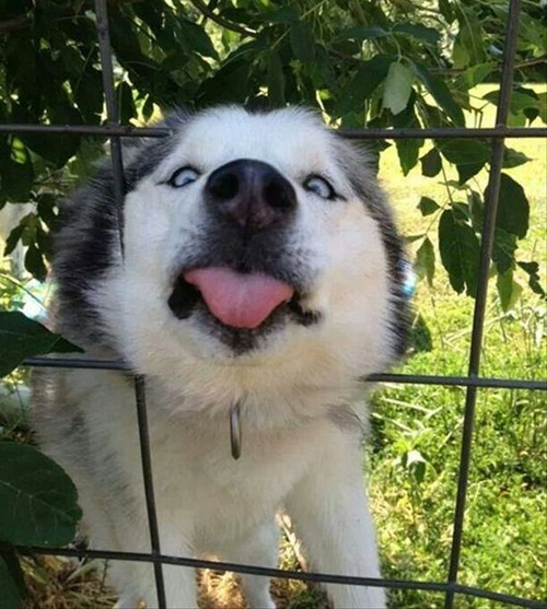 Dogilike.com :: Ҿ 䫺¹ҵš