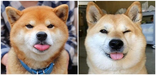 รวมภาพน้องหมาชิบะ อินุ ทำหน้าตลก ดูแล้วต้องยิ้มตาม ( พันธุ์ชิบะ อินุ ) |  Dogilike.Com