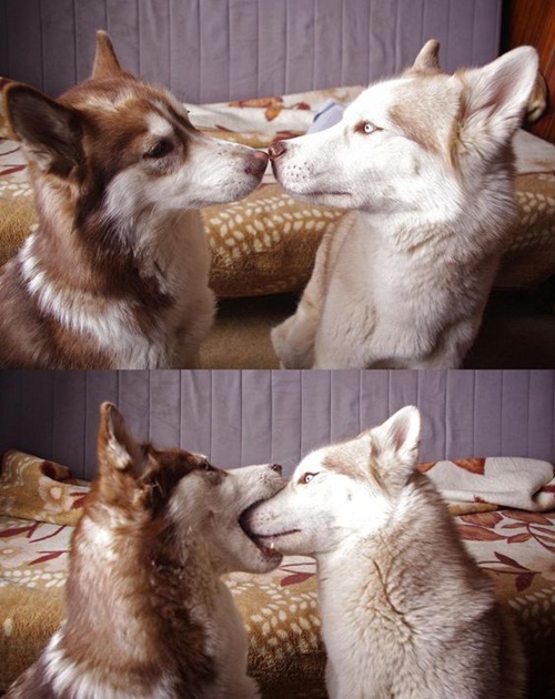 Dogilike.com :: Ҿ 䫺¹ҵš