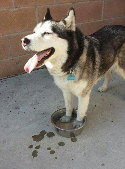 Dogilike.com :: Ҿ 䫺¹ҵš
