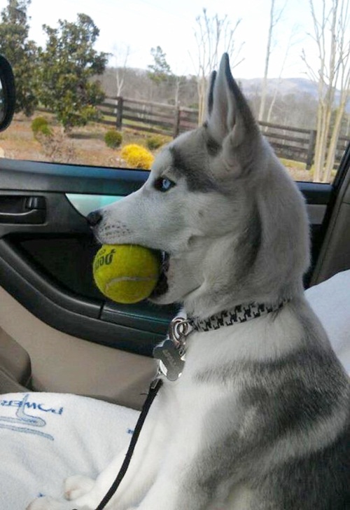 Dogilike.com :: Ҿ 䫺¹ҵš