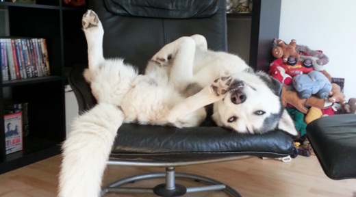 Dogilike.com :: Ҿ 䫺¹ҵš