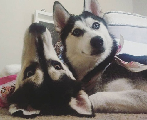 Dogilike.com :: Ҿ 䫺¹ҵš