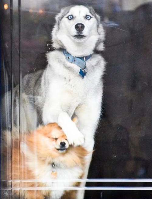 Dogilike.com :: Ҿ 䫺¹ҵš