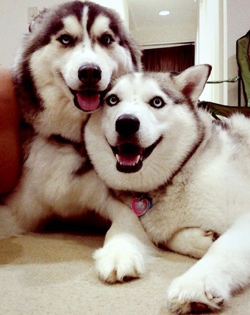 Dogilike.com :: Ҿ 䫺¹ҵš