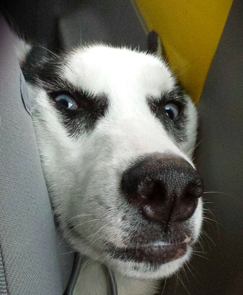 Dogilike.com :: Ҿ 䫺¹ҵš