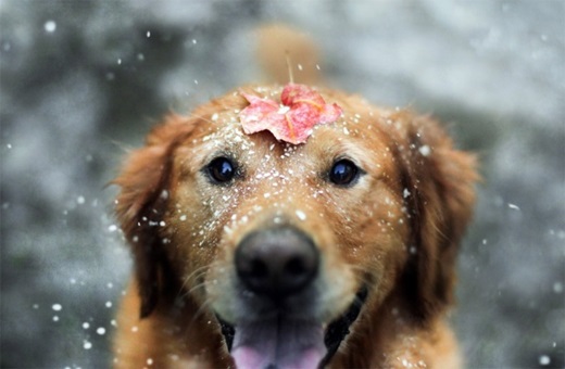 รวมภาพน่ารักๆ ของเหล่าน้องหมาตอนเล่นน้ำฝน ( พันธุ์โกลเด้น รีทรีฟเวอร์ ) |  Dogilike.com