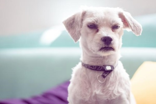 Dogilike.com :: ! Ҿͧ˹Һ