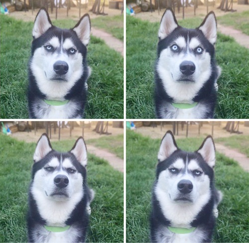 Dogilike.com :: Ҿ 䫺¹ҵš