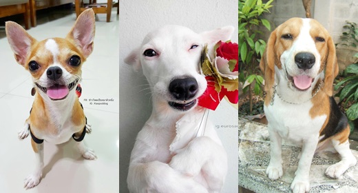 รวมภาพน้องหมา 6 สายพันธุ์ขนสั้น ที่คนไทยนิยมเลี้ยง ( พันธุ์ชิวาวา  ,พันธุ์ไทยหลังอาน ,พันธุ์บีเกิล ,พันธุ์ปั๊ก ,พันธุ์มิเนเจอร์พินช์เชอร์ ) |  Dogilike.Com