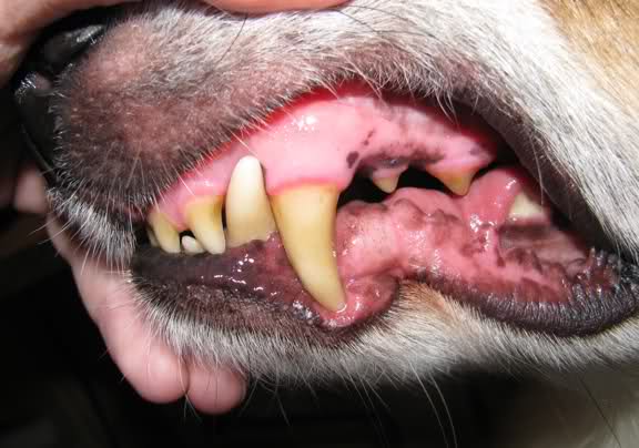 4 ความผิดปกติเกี่ยวกับช่องปาก ที่ต้องพาน้องหมาไปหาหมอ (ฟัน) ทันที | Dogilike.com