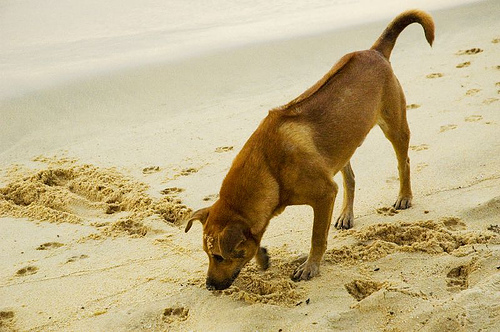 Dogilike.com :: ֡!! Ҿѹҧ  ᶺͧ͹š