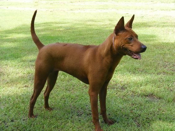 Dogilike.com :: เจาะลึก!! หมาพันธุ์ต่าง ๆ ในแถบเมืองร้อนทั่วโลก Dogilike.com :: เจาะลึก!! หมาพันธุ์ต่าง ๆ ในแถบเมืองร้อนทั่วโลก