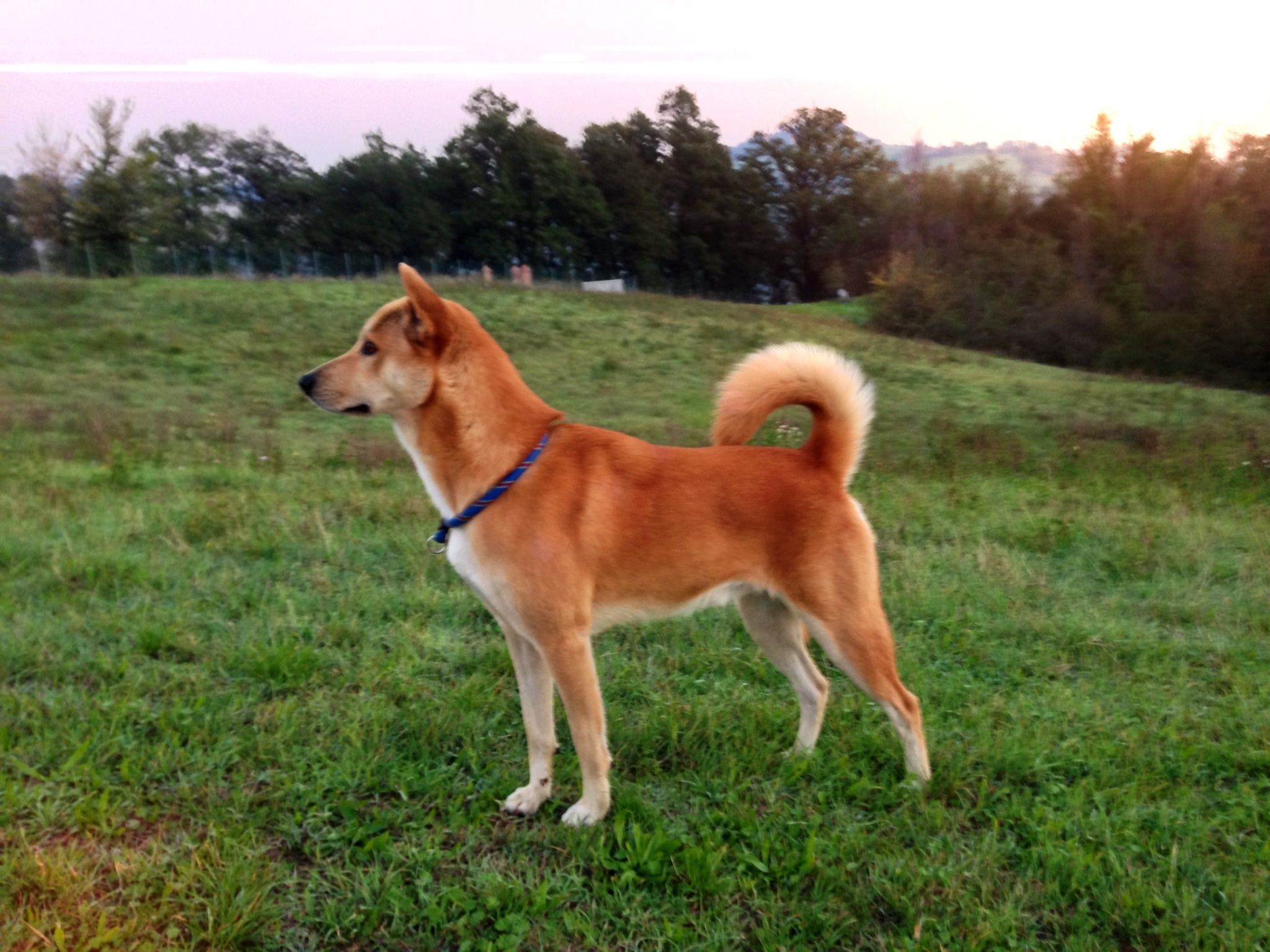 Dogilike.com :: ֡!! Ҿѹҧ  ᶺͧ͹š