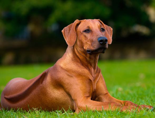 Dogilike.com :: ֡!! Ҿѹҧ  ᶺͧ͹š