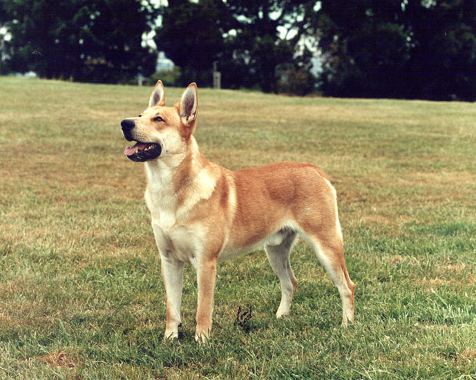 Dogilike.com :: ֡!! Ҿѹҧ  ᶺͧ͹š