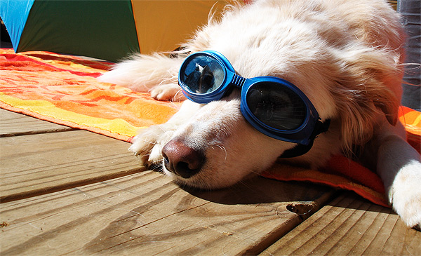 Dogilike.com :: ֡!! Ҿѹҧ  ᶺͧ͹š