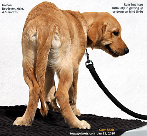 Dogilike.com :: 4 สัญญาณบ่งบอกว่า น้องหมากำลังเป็นโรคข้อสะโพกเสื่อม