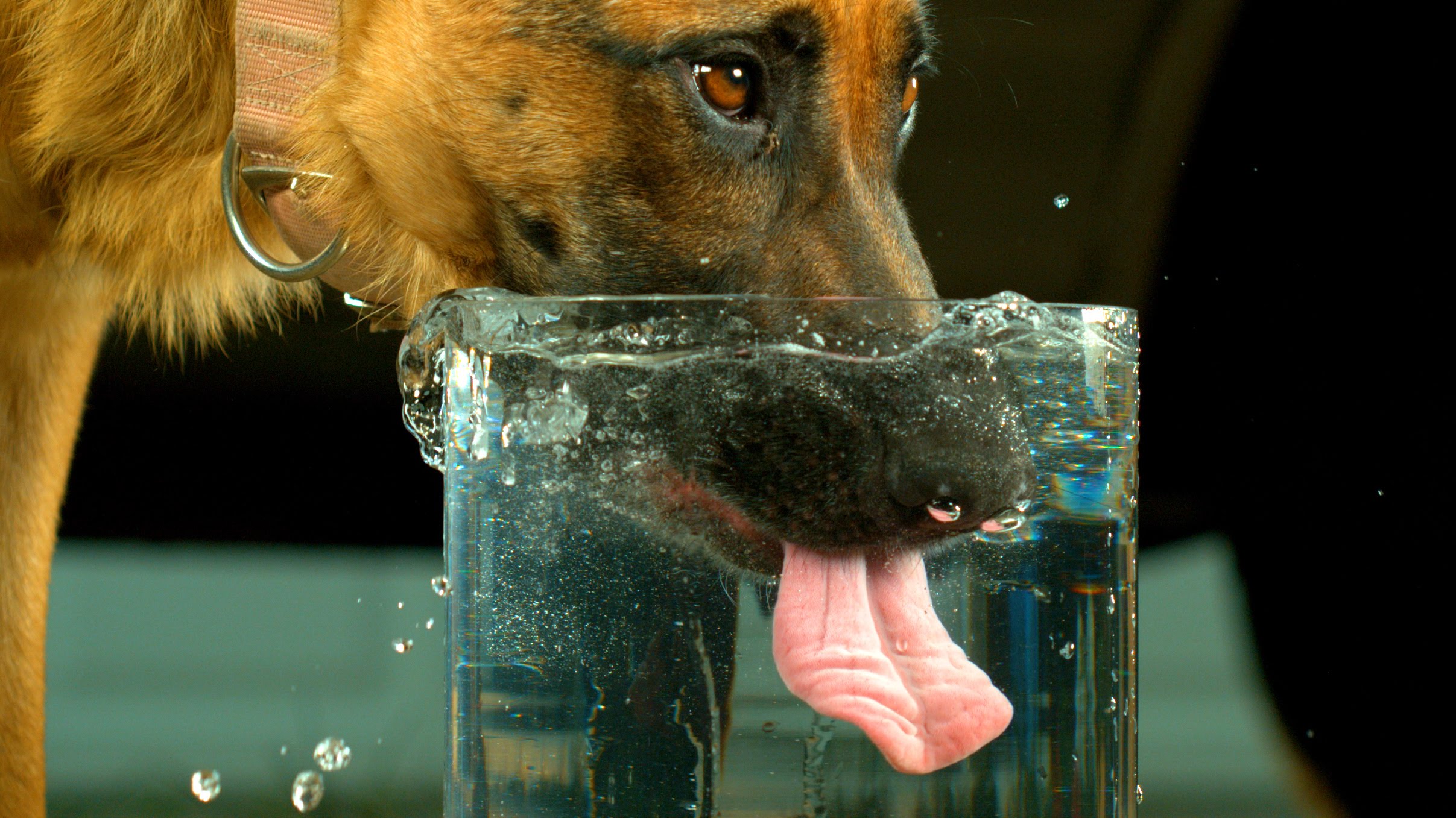 Щенок не пьет воду. Жажда у животных. Вода для животных. Животные пьют воду. Собака пьет воду.