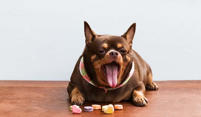 Dogilike.com :: ä¢ͧͧҷҨҡüԴ !!! 