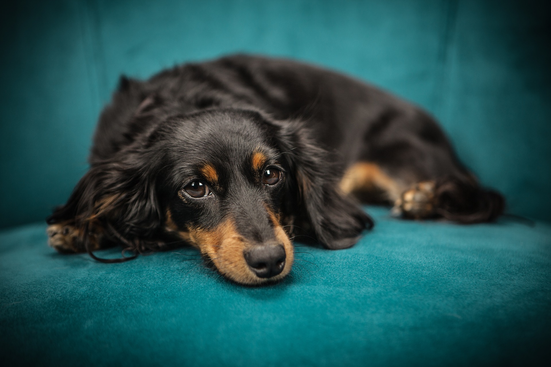 Dogilike.com :: ᨡԸաôŹͧһäѡʺԴ