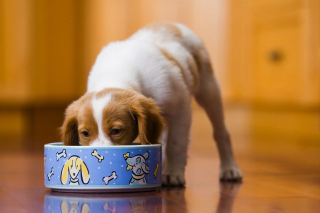 Dogilike.com :: ä¢ͧͧҷҨҡüԴ !!! 