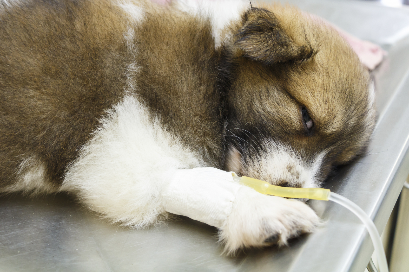 แจกวิธีการดูแลน้องหมาป่วยโรคไวรัสลำไส้อักเสบติดต่อ | Dogilike.com