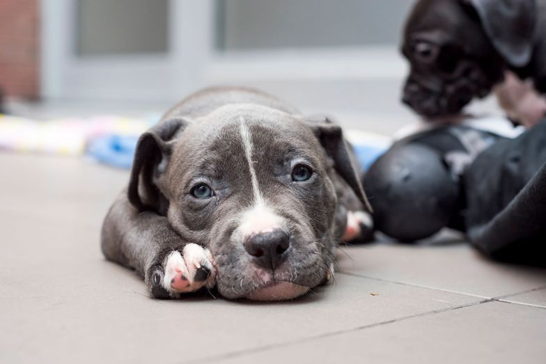 Dogilike.com :: ᨡԸաôŹͧһäѡʺԴ