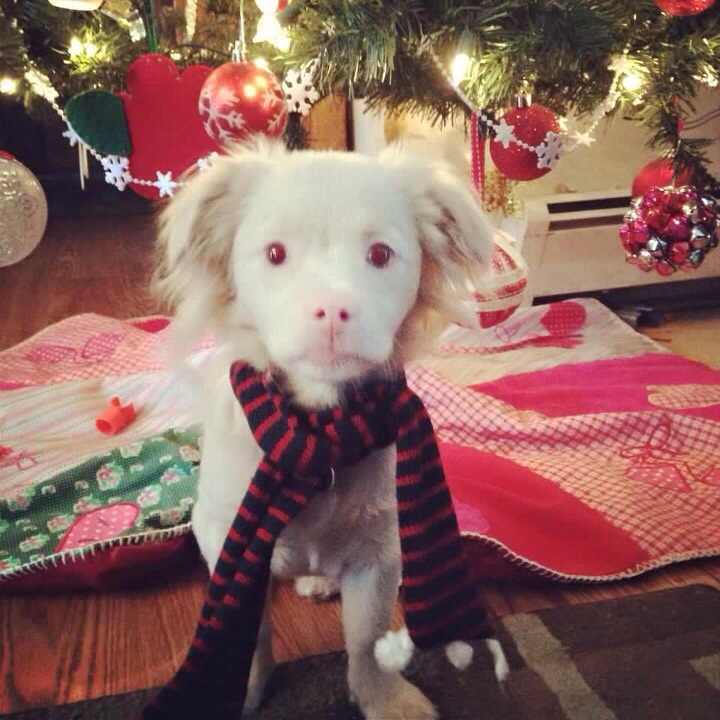 Dogilike.com :: عѢ͡ըԧ