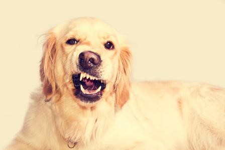 Dogilike.com :: عѢ...º͡ ?