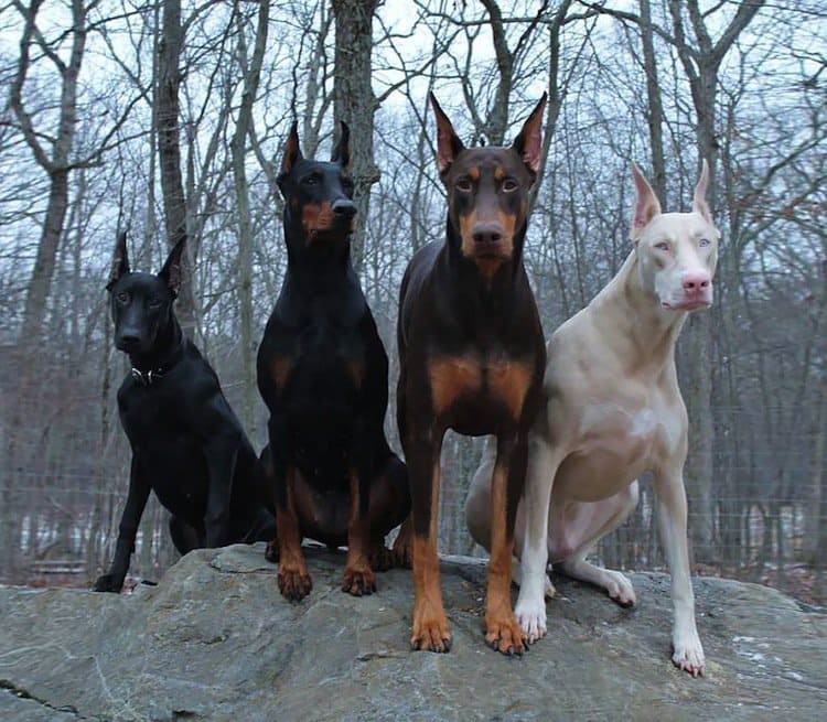 Dogilike.com :: عѢ͡ըԧ