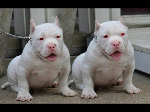 Dogilike.com :: عѢ͡ըԧ