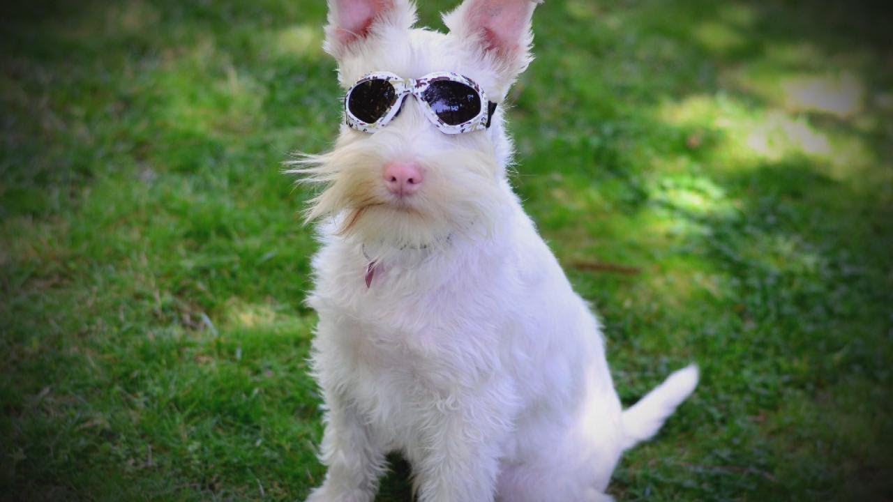 Dogilike.com :: عѢ͡ըԧ