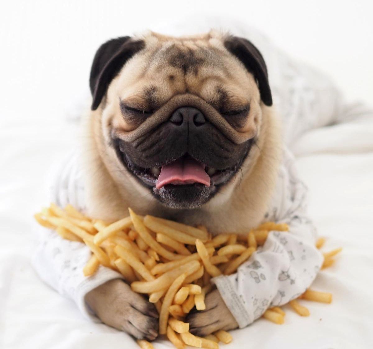 Dogilike.com :: ซ่อนเก่ง!!! เคยสงสัยกันไหม ... น้องหมาขุดหลุมฝังอาหารทำไมกันนะ? Dogilike.com :: ซ่อนเก่ง!!! เคยสงสัยกันไหม ... น้องหมาขุดหลุมฝังอาหารทำไมกันนะ?