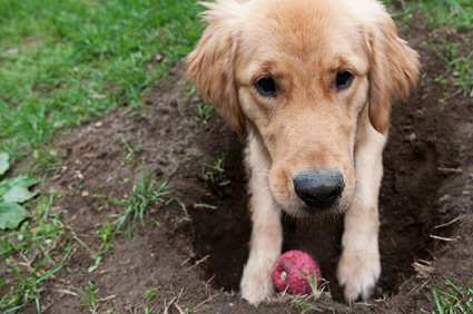 Dogilike.com :: ซ่อนเก่ง!!! เคยสงสัยกันไหม ... น้องหมาขุดหลุมฝังอาหารทำไมกันนะ? Dogilike.com :: ซ่อนเก่ง!!! เคยสงสัยกันไหม ... น้องหมาขุดหลุมฝังอาหารทำไมกันนะ?
