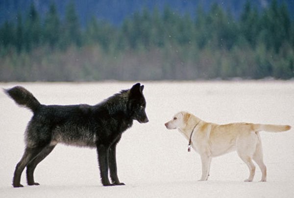 Dogilike.com :: ซ่อนเก่ง!!! เคยสงสัยกันไหม ... น้องหมาขุดหลุมฝังอาหารทำไมกันนะ? Dogilike.com :: ซ่อนเก่ง!!! เคยสงสัยกันไหม ... น้องหมาขุดหลุมฝังอาหารทำไมกันนะ?