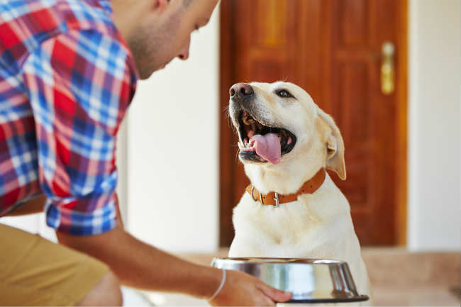 Dogilike.com :: ซ่อนเก่ง!!! เคยสงสัยกันไหม ... น้องหมาขุดหลุมฝังอาหารทำไมกันนะ? Dogilike.com :: ซ่อนเก่ง!!! เคยสงสัยกันไหม ... น้องหมาขุดหลุมฝังอาหารทำไมกันนะ?