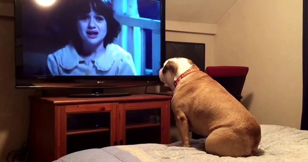 Dogilike.com :: น้องหมาก็ดูทีวีรู้เรื่องได้!! รู้จัก DogTV ช่องทีวีสำหรับน้องหมาโดยเฉพาะ Dogilike.com :: น้องหมาก็ดูทีวีรู้เรื่องได้!! รู้จัก DogTV ช่องทีวีสำหรับน้องหมาโดยเฉพาะ