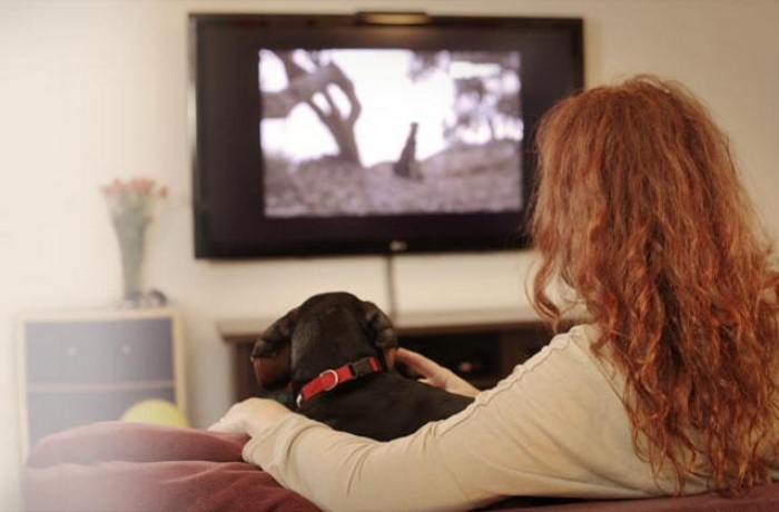 Dogilike.com :: น้องหมาก็ดูทีวีรู้เรื่องได้!! รู้จัก DogTV ช่องทีวีสำหรับน้องหมาโดยเฉพาะ Dogilike.com :: น้องหมาก็ดูทีวีรู้เรื่องได้!! รู้จัก DogTV ช่องทีวีสำหรับน้องหมาโดยเฉพาะ