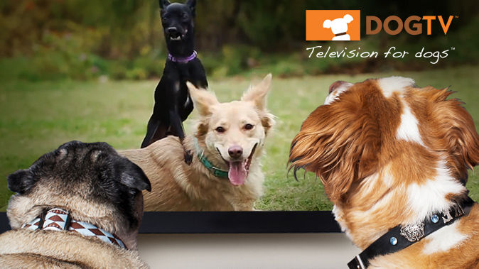 Dogilike.com :: ͧҡٷͧ!! ѡ DogTV ͧѺͧ੾
