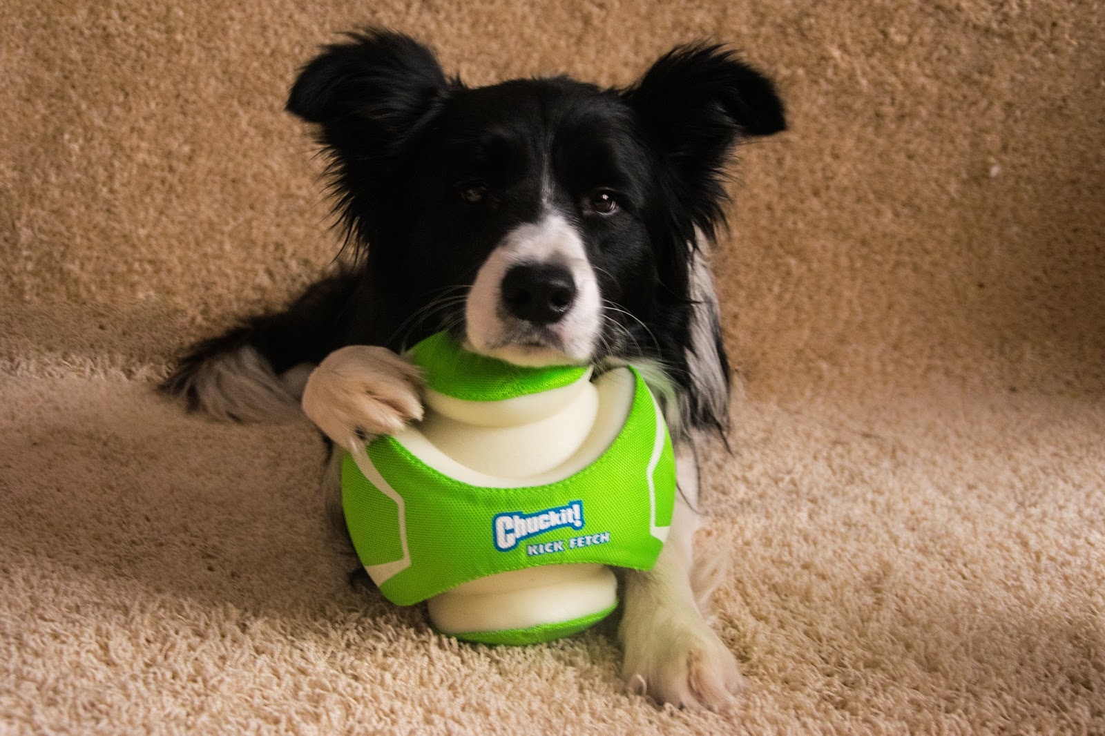 Dogilike.com :: 5 ของเล่นน้องหมาสุดไฮเทคที่ทาสหมาต้องมี !! Dogilike.com :: 5 ของเล่นน้องหมาสุดไฮเทคที่ทาสหมาต้องมี !!