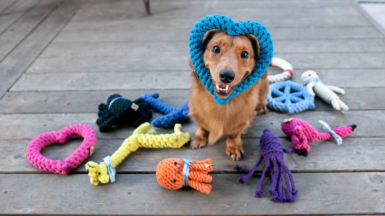 Dogilike.com :: 5 ของเล่นน้องหมาสุดไฮเทคที่ทาสหมาต้องมี !! Dogilike.com :: 5 ของเล่นน้องหมาสุดไฮเทคที่ทาสหมาต้องมี !!