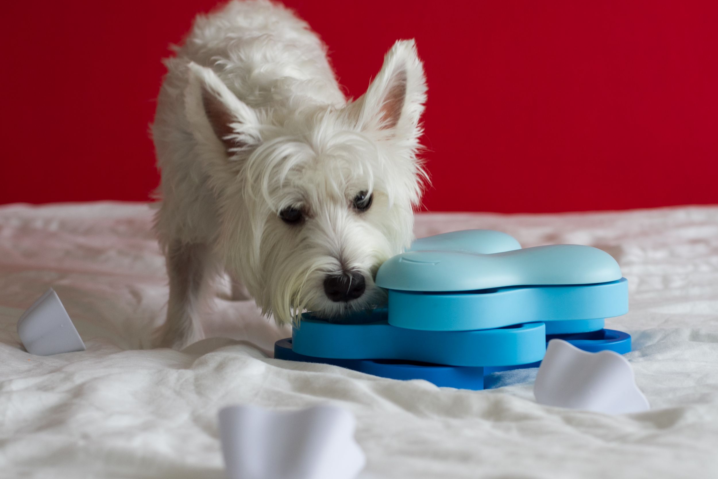 Dogilike.com :: 5 ของเล่นน้องหมาสุดไฮเทคที่ทาสหมาต้องมี !! Dogilike.com :: 5 ของเล่นน้องหมาสุดไฮเทคที่ทาสหมาต้องมี !!