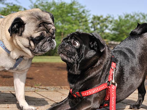 Dogilike.com :: ¤ѺԴ÷ͧͧ ... 鹢ѹҡѹҧ?