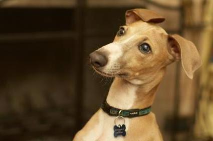 Dogilike.com :: 3 鹵͹  ֡ͧҤ