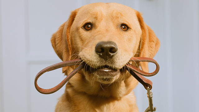 Dogilike.com :: 3 鹵͹  ֡ͧҤ