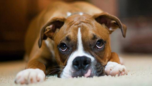 Dogilike.com :: 5 觢ͧش շҧҹͧҢ价!!